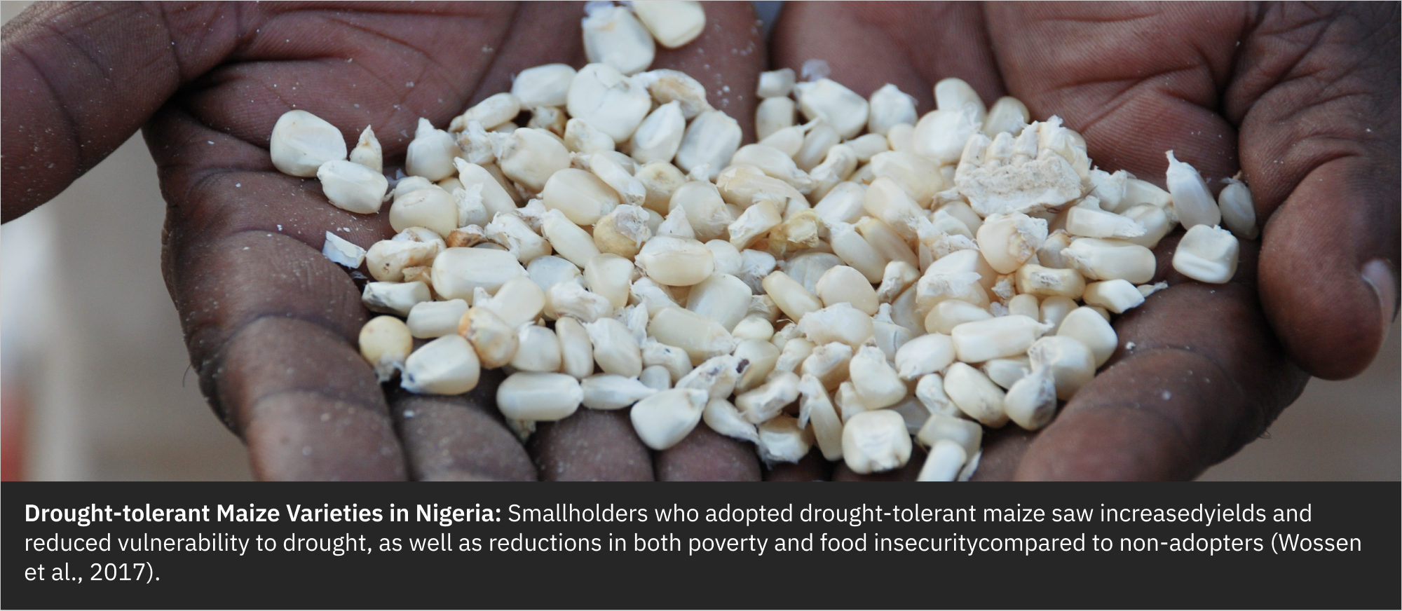 Data Insight 8, Adaptation Options 3: Drought-tolerant maize varieties in Nigeria
