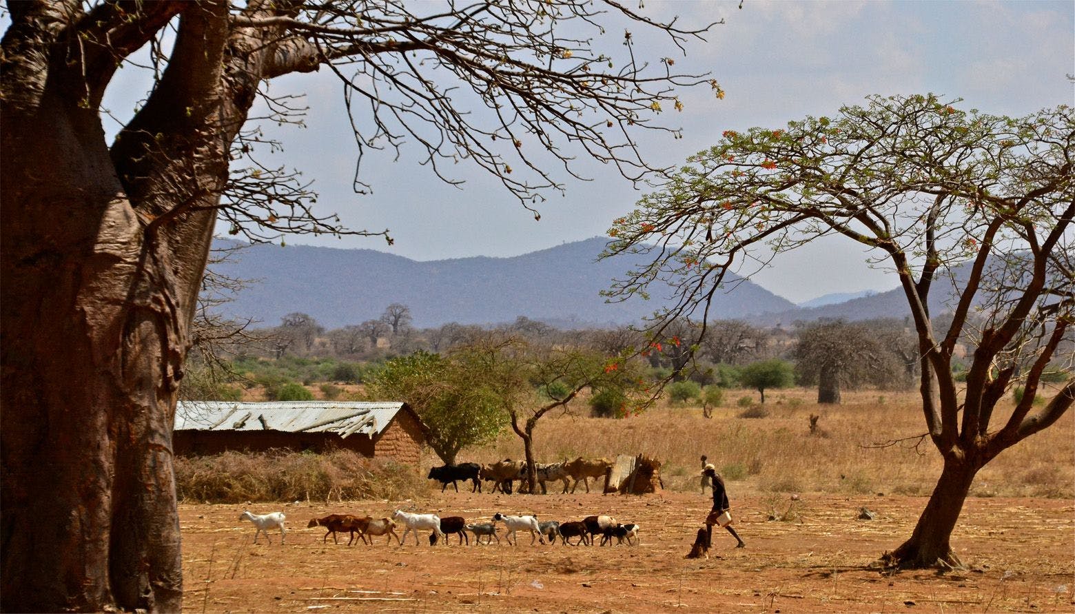 Farmland with livestock