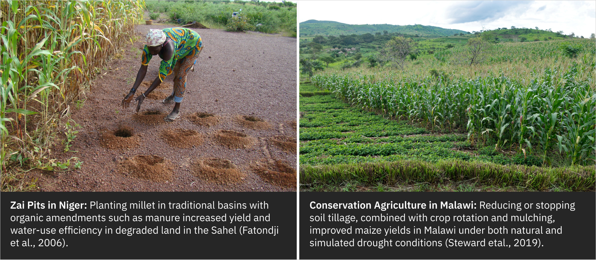 Data Insight 8, Adaptation Options 1, 2: Zia pits in Niger, Conservation Agriculture in Malawi