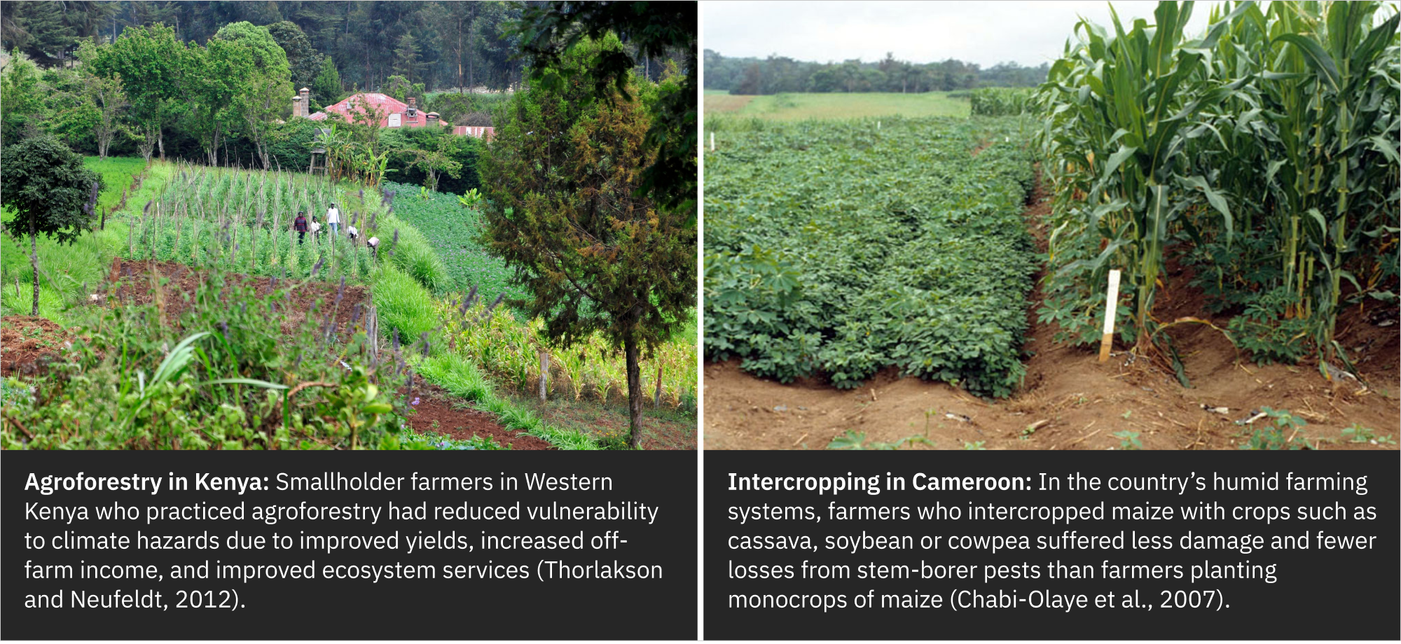 Data Insight 8, Adaptation Options 4, 5: Agroforestry in Kenya, Intercropping in Cameroon