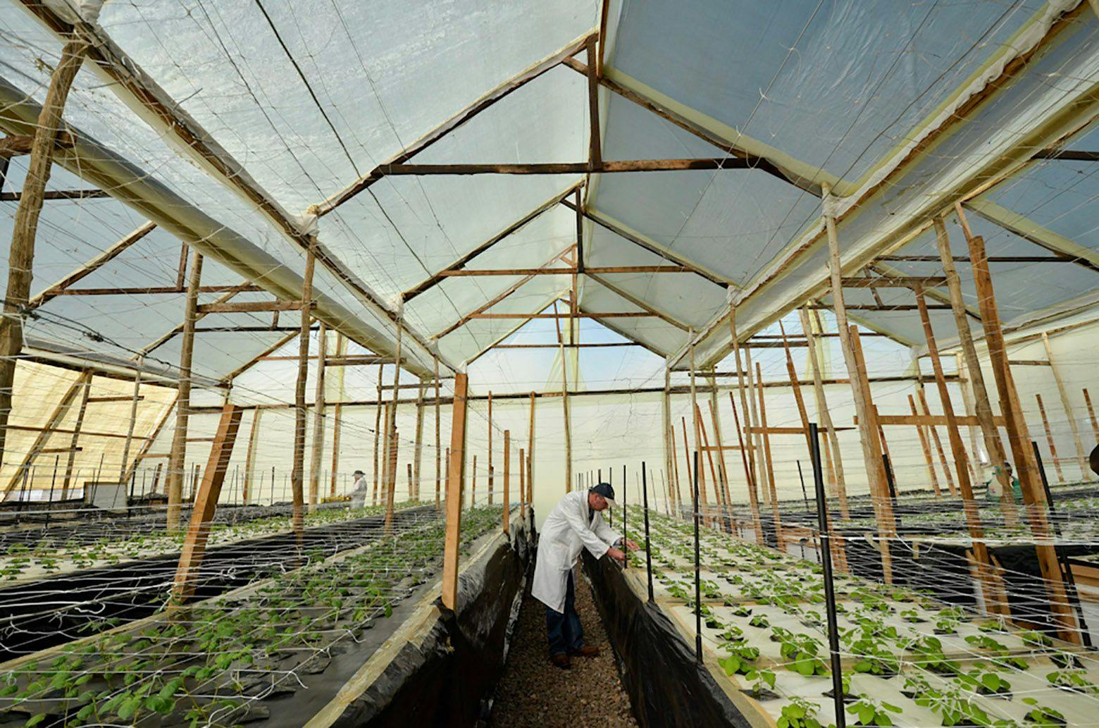 Greenhouse with people inspecting crops