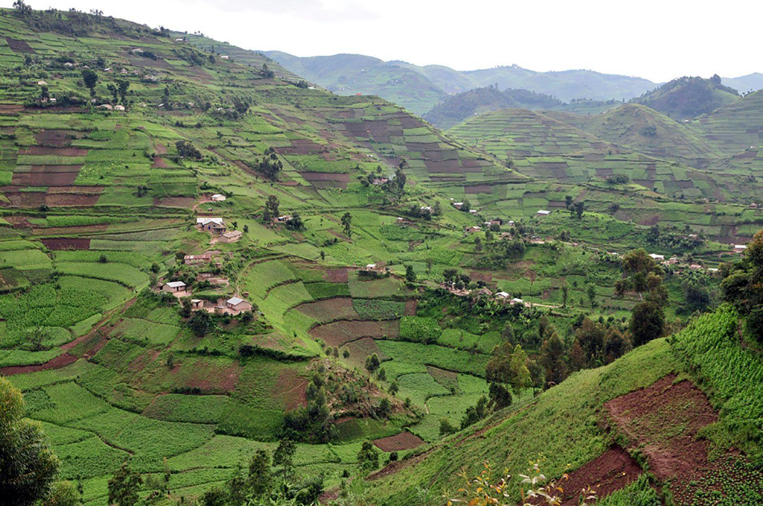 Farmland hills in Uganda